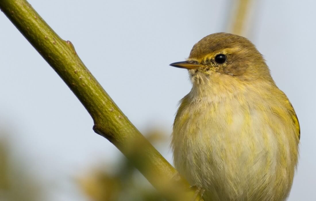 Restoration and preservation at Ickenham Marshes