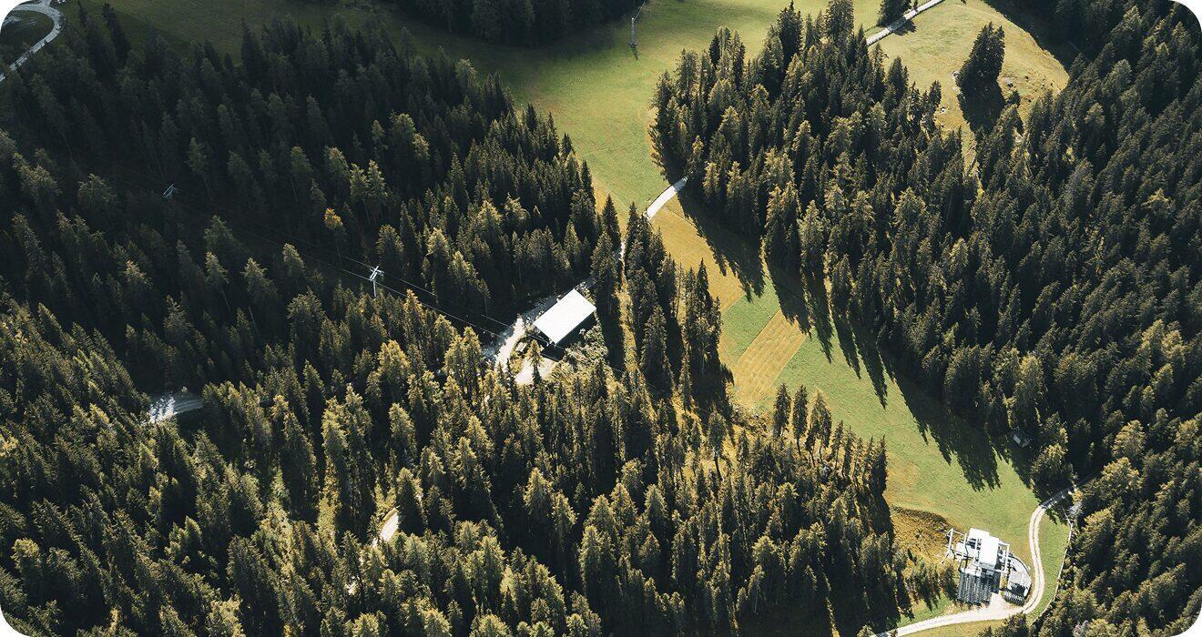 UK forest landscape
